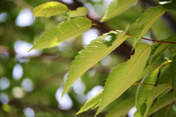 080′ [sold as Green Vase®] - Twig & Buds