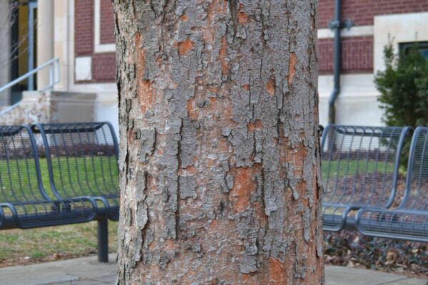 Zelkova serrata ′Halka′ - Bark