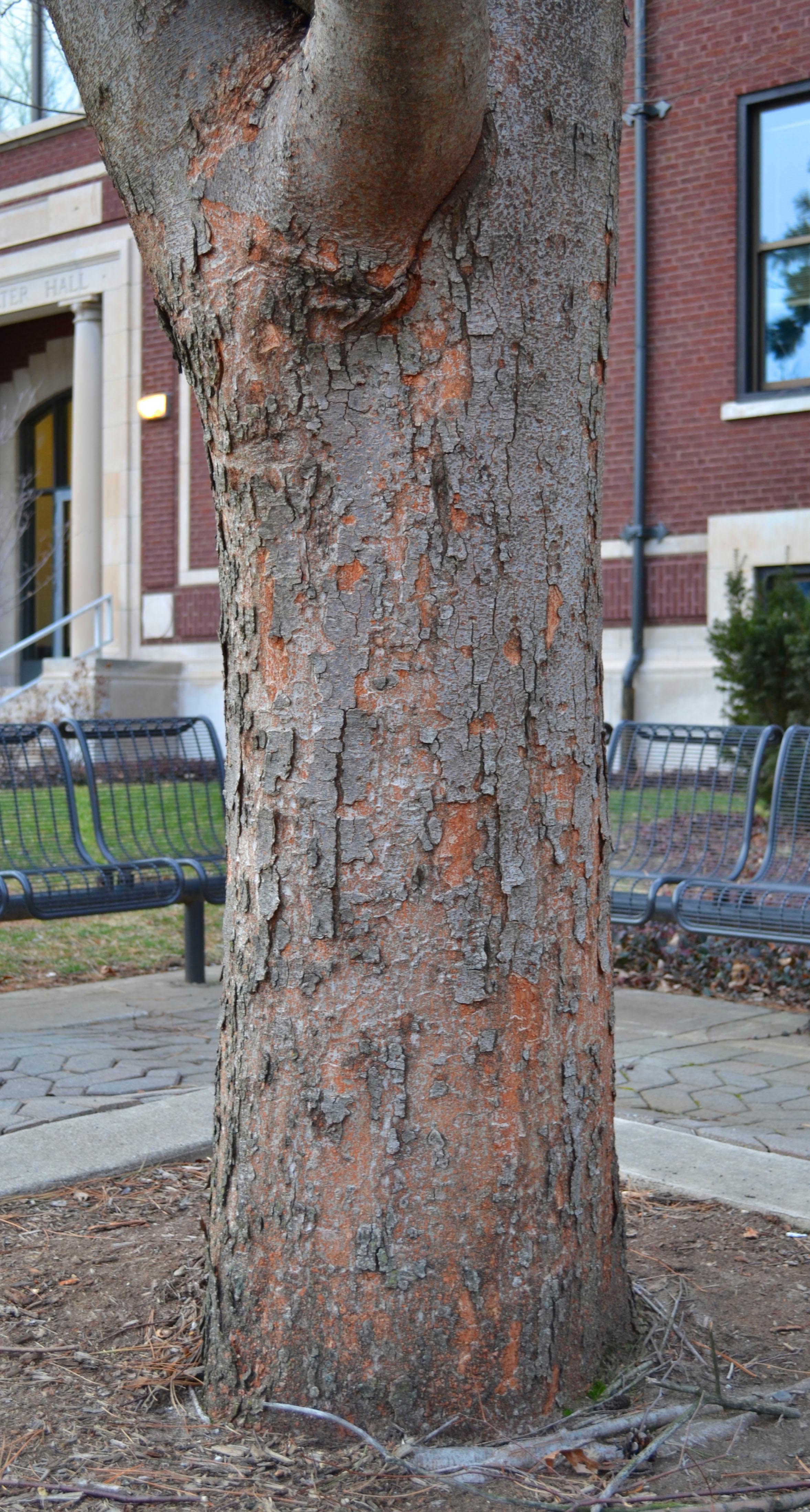 Zelkova serrata ‘Halka’ Purdue Arboretum Explorer