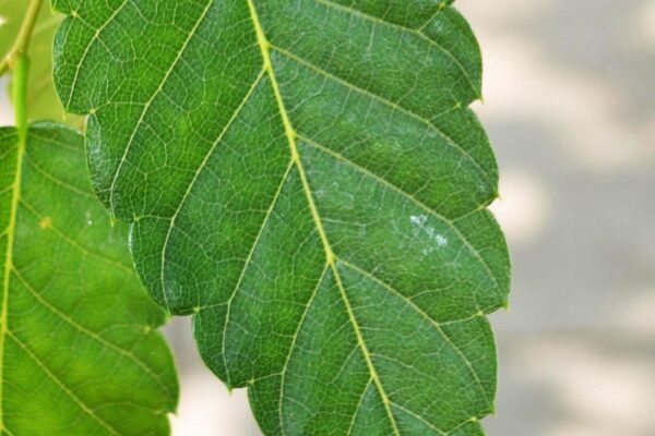 Zelkova serrata ′Halka′ - Leaf