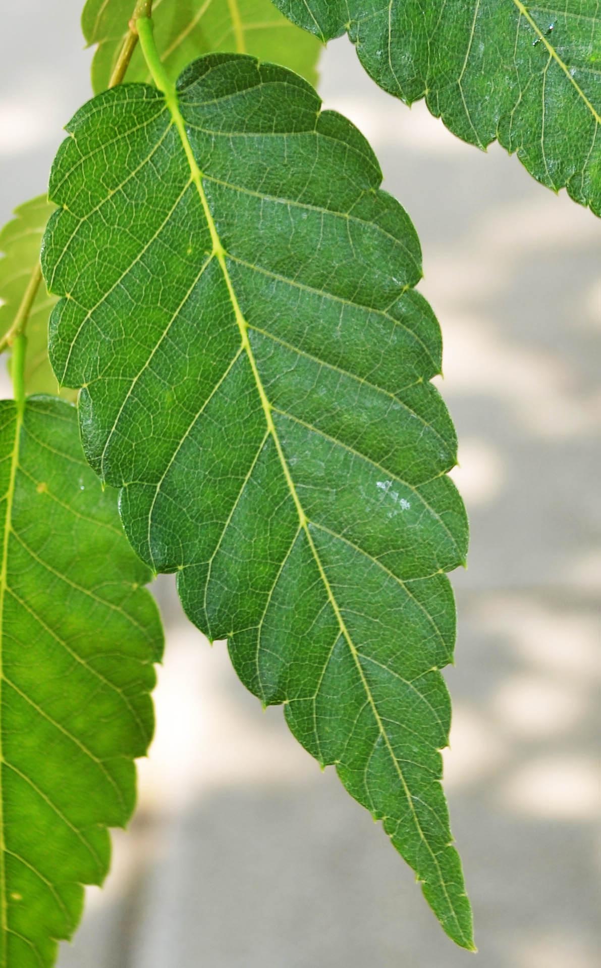 Zelkova serrata ‘Halka’ Purdue Arboretum Explorer