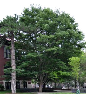 Zelkova serrata ′Halka′ - Overall Habit