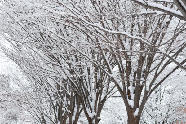 Zelkova serrata ′Halka′ - Winter Interest