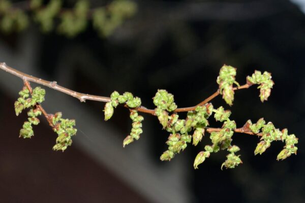 Zelkova serrata ′Halka′ - Flower Buds