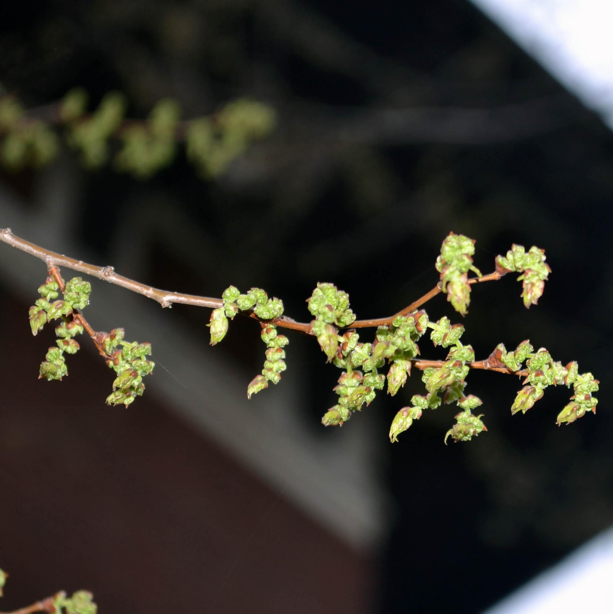 Zelkova serrata ‘Halka’ Purdue Arboretum Explorer