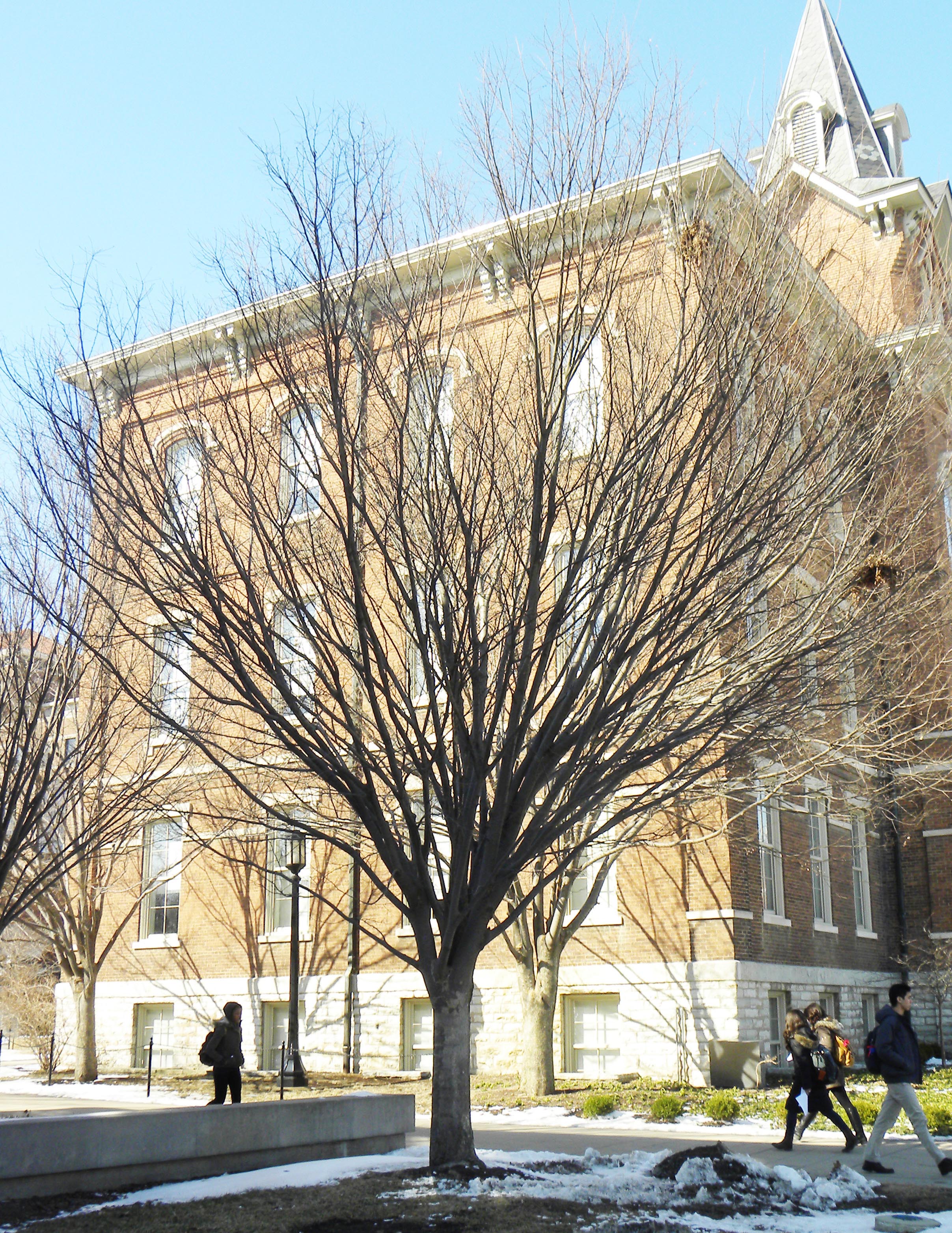 Zelkova serrata ‘Halka’ Purdue Arboretum Explorer