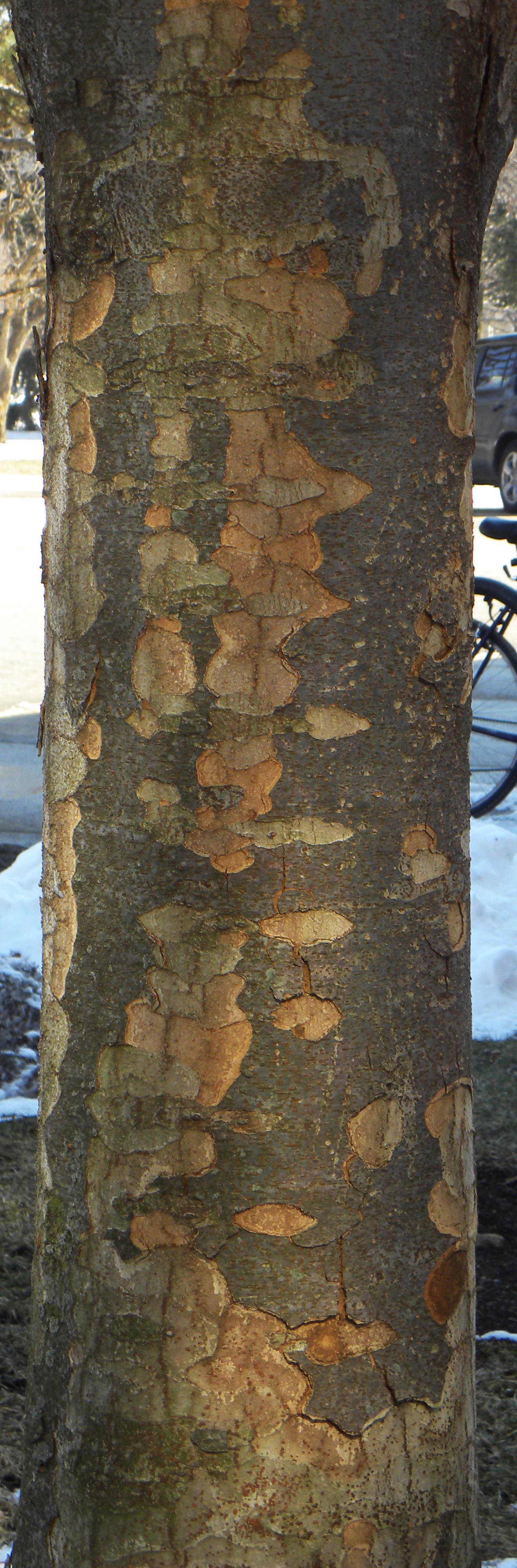 Zelkova serrata ‘Halka’ Purdue Arboretum Explorer