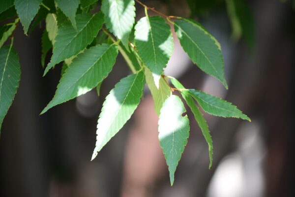 Zelkova serrata ′PP 2