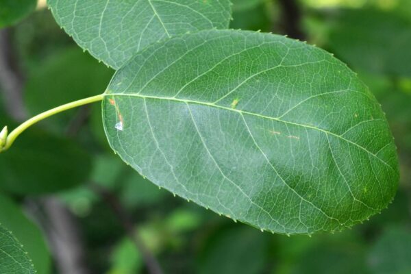 Amelanchier × grandiflora - Leaf