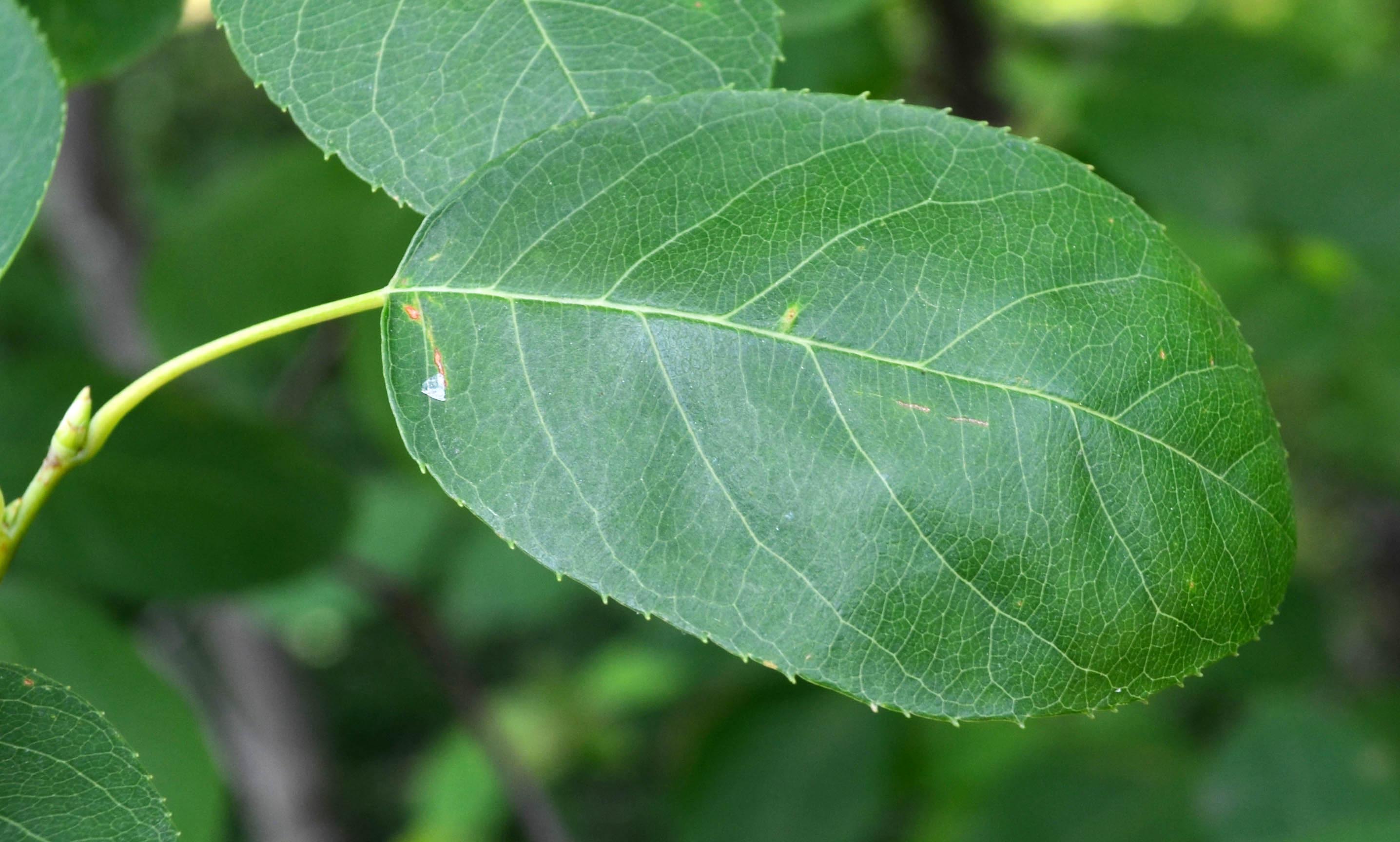 Amelanchier × grandiflora – Purdue Arboretum Explorer
