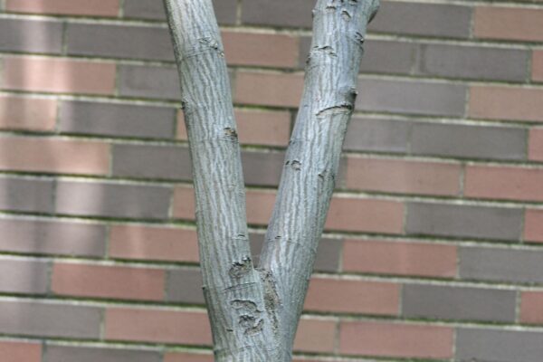 Amelanchier × grandiflora - Bark