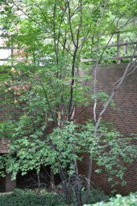 Amelanchier × grandiflora - Overall Habit