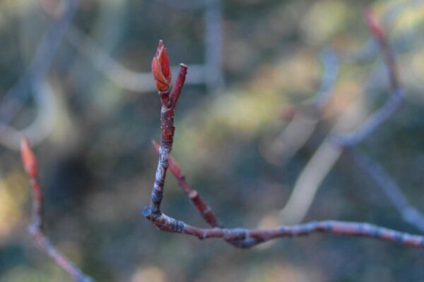 Amelanchier × grandiflora - Buds