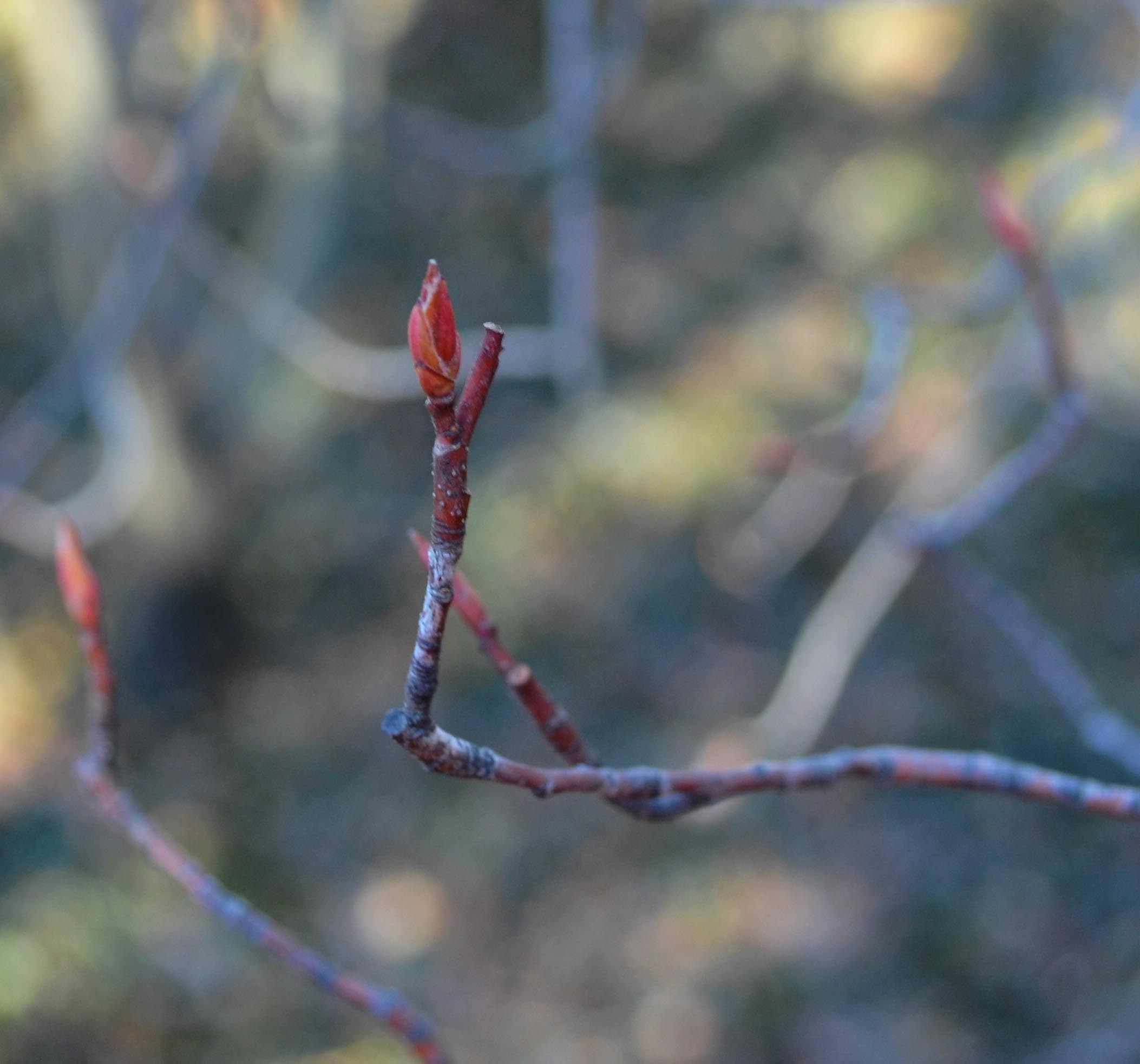 Amelanchier × grandiflora – Purdue Arboretum Explorer
