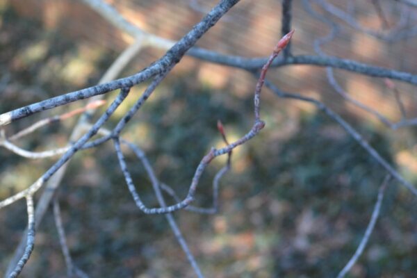 Amelanchier × grandiflora - Twig and Buds