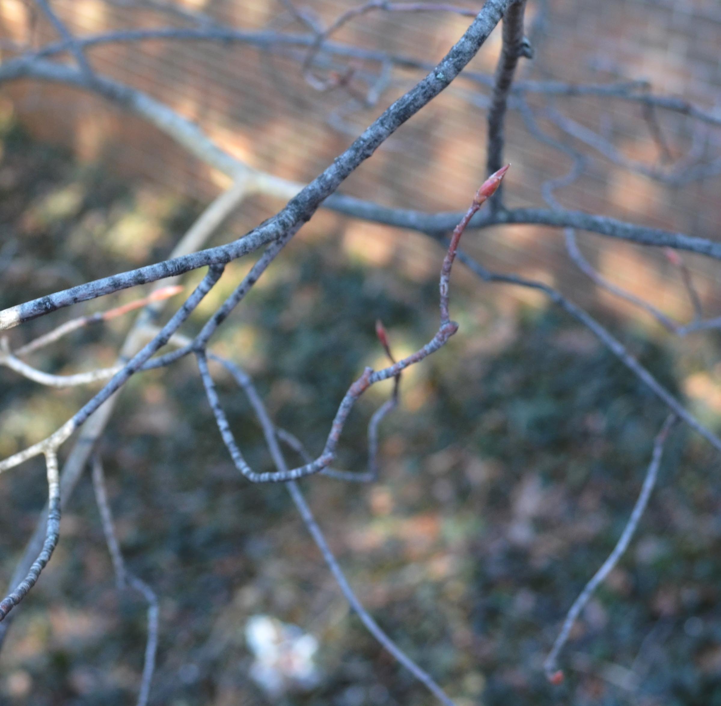 Amelanchier × grandiflora – Purdue Arboretum Explorer