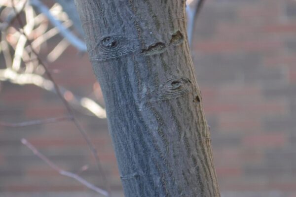 Amelanchier × grandiflora - Bark