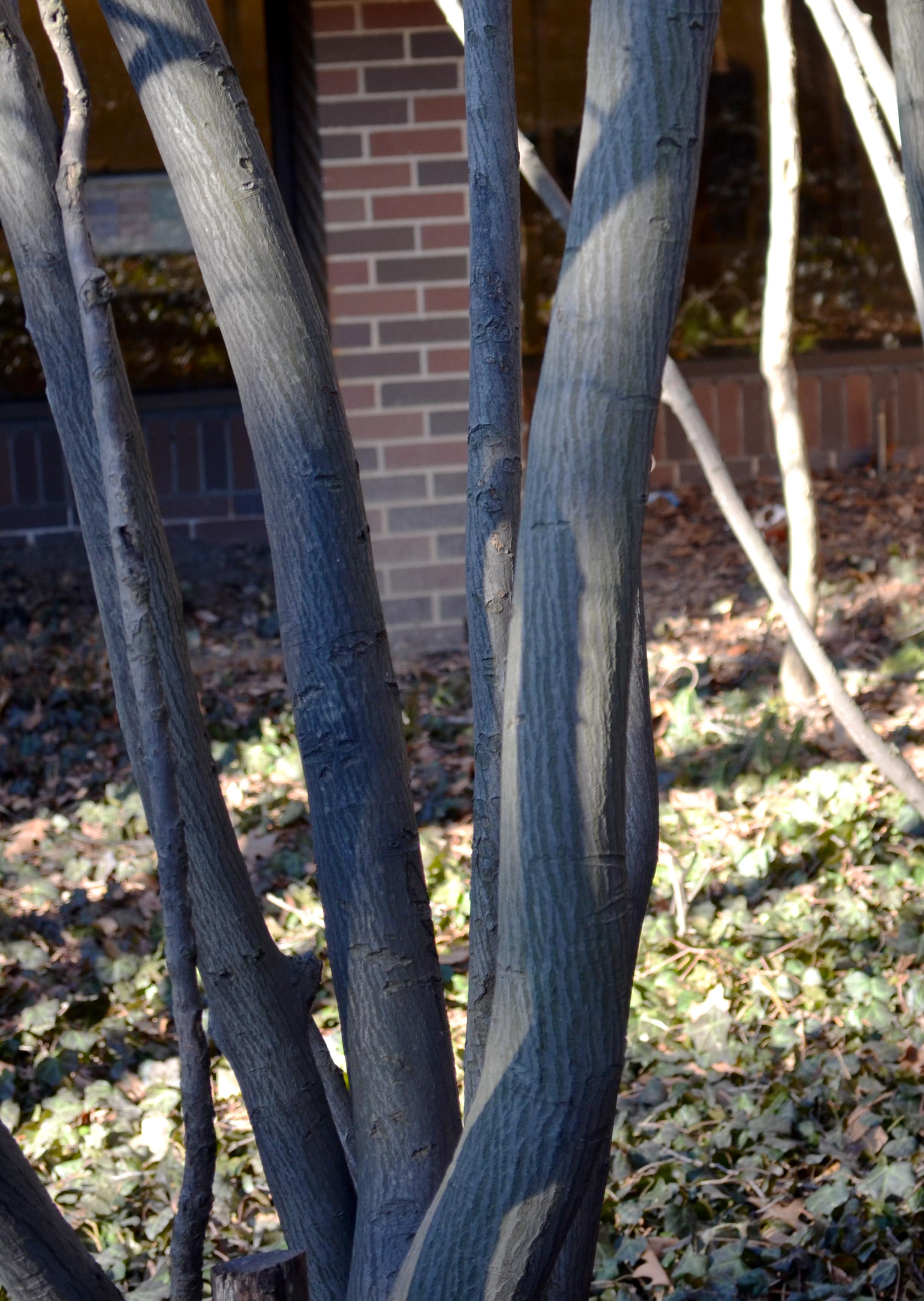 Amelanchier × grandiflora – Purdue Arboretum Explorer