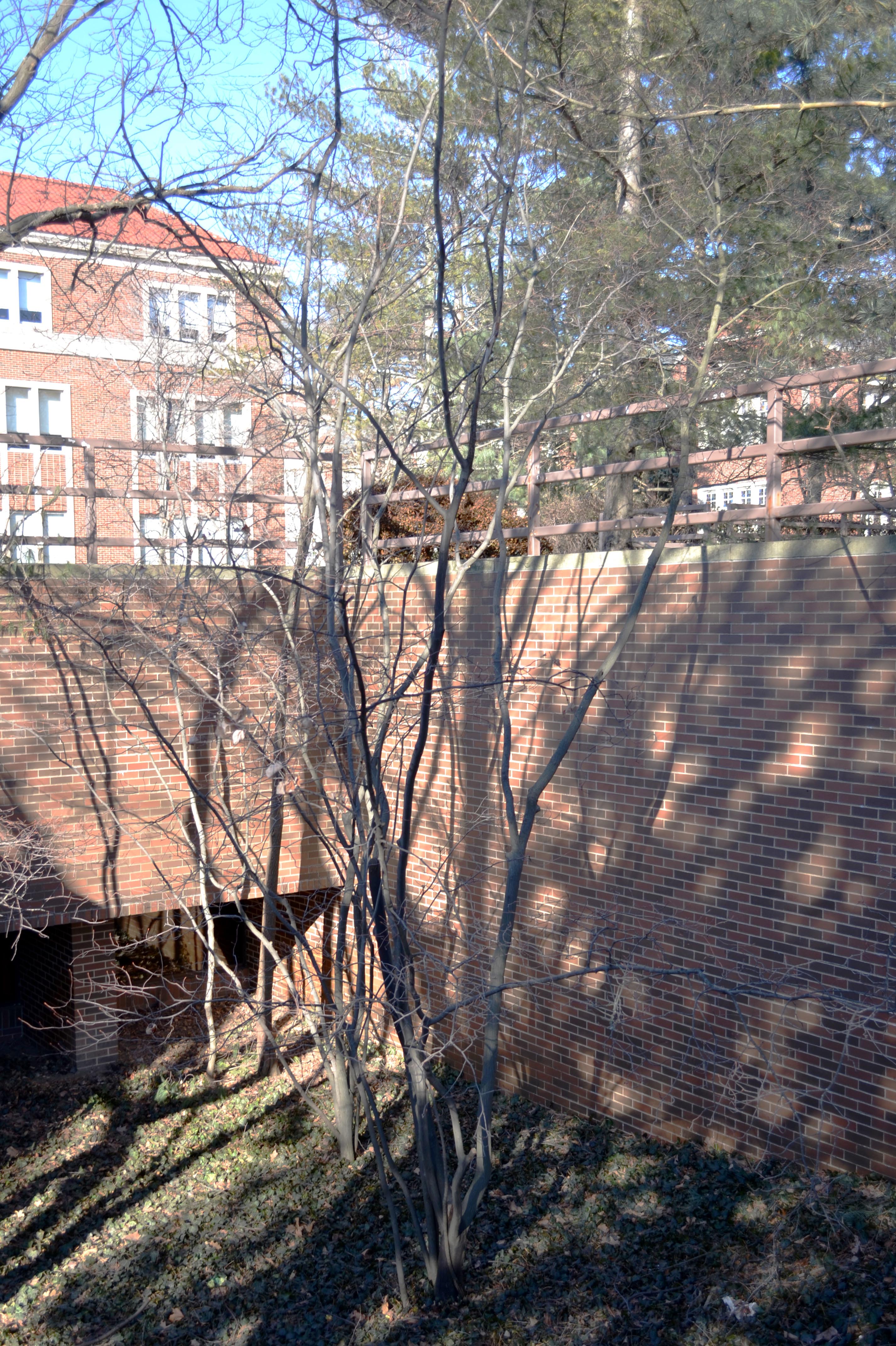 Amelanchier × grandiflora – Purdue Arboretum Explorer