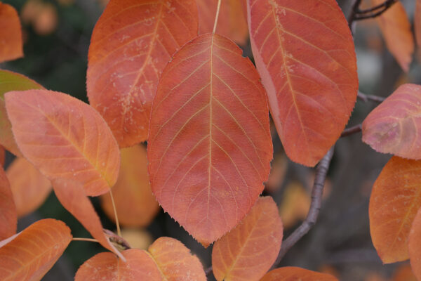 Amelanchier × grandiflora - Fall Leaf