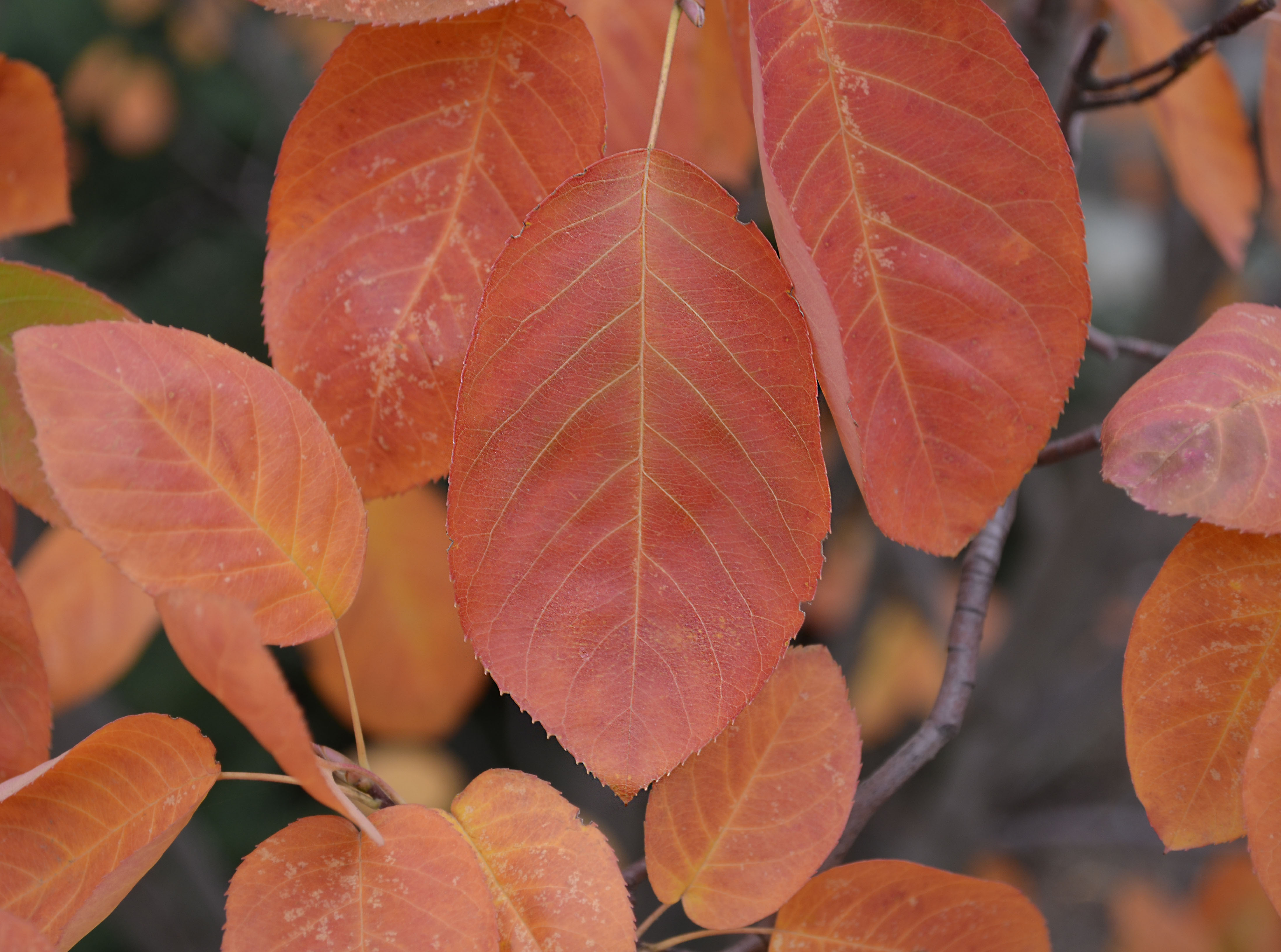 Amelanchier × grandiflora – Purdue Arboretum Explorer