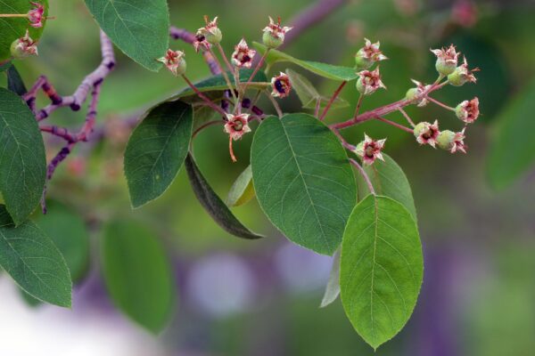 Amelanchier × grandiflora [sold as Autumn Brilliance®] - Leaves and Developing Fruits