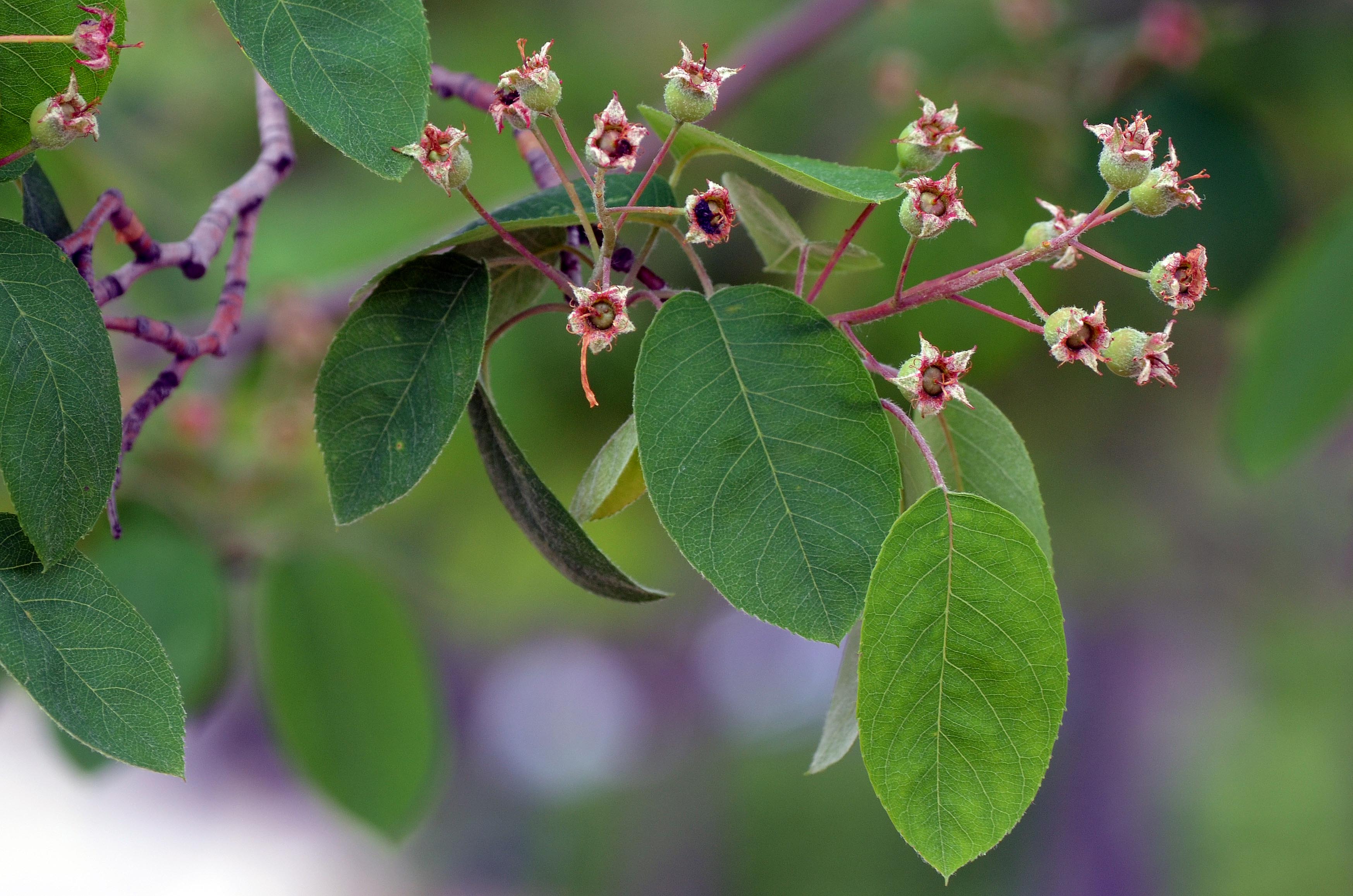 Amelanchier × grandiflora ‘Autumn Brilliance’ [sold as Autumn ...