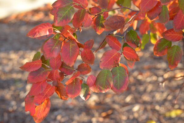 Amelanchier × grandiflora [sold as Autumn Brilliance®] - Fall Foliage