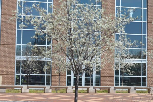 Amelanchier × grandiflora [sold as Autumn Brilliance®] - Tree in Bloom