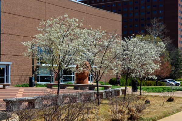 Amelanchier × grandiflora [sold as Autumn Brilliance®] - Row of Trees in Bloom