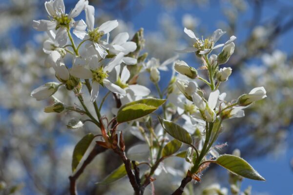 Amelanchier × grandiflora [sold as Autumn Brilliance®] - Flowers