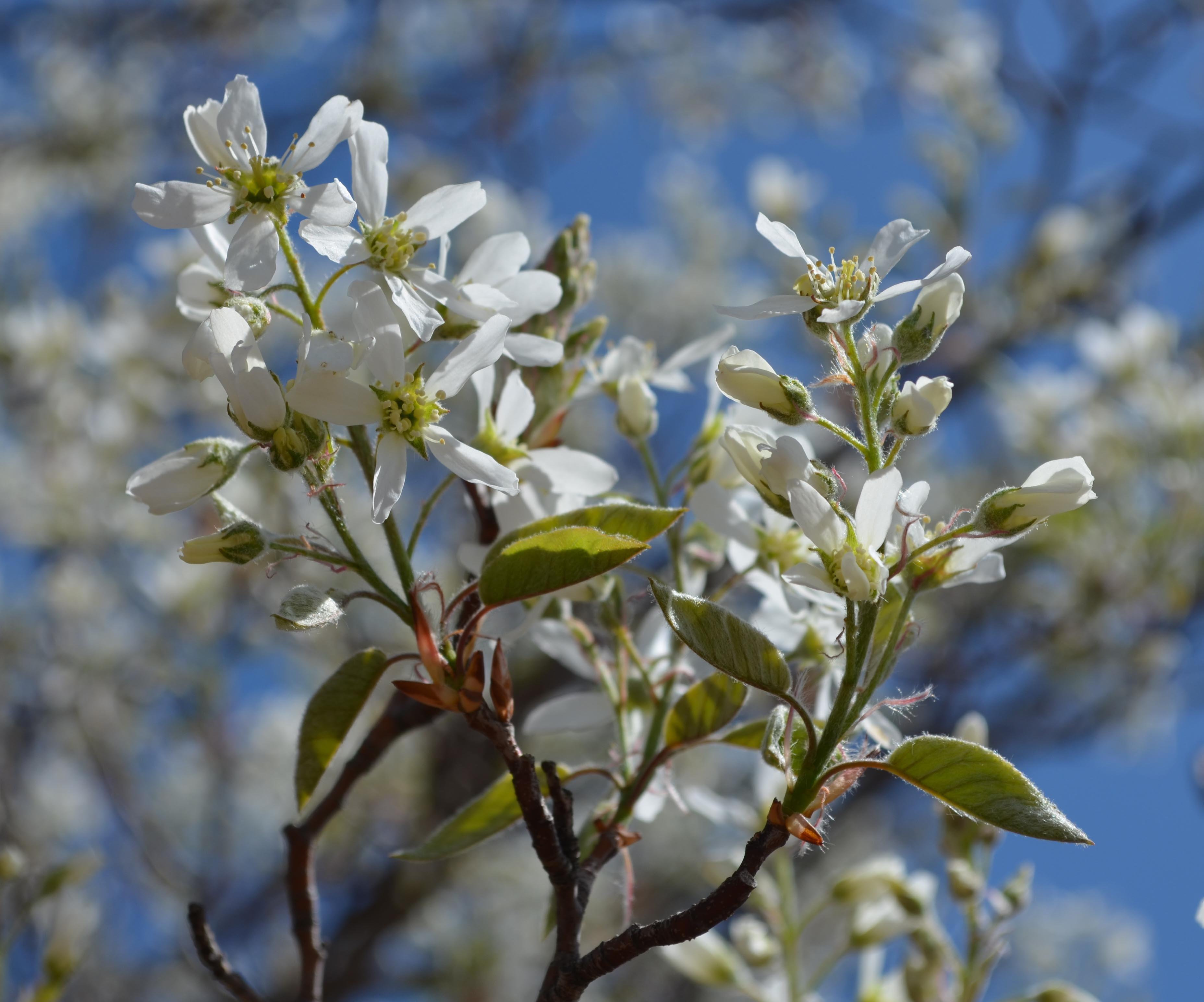 Amelanchier × grandiflora ‘Autumn Brilliance’ [sold as Autumn ...