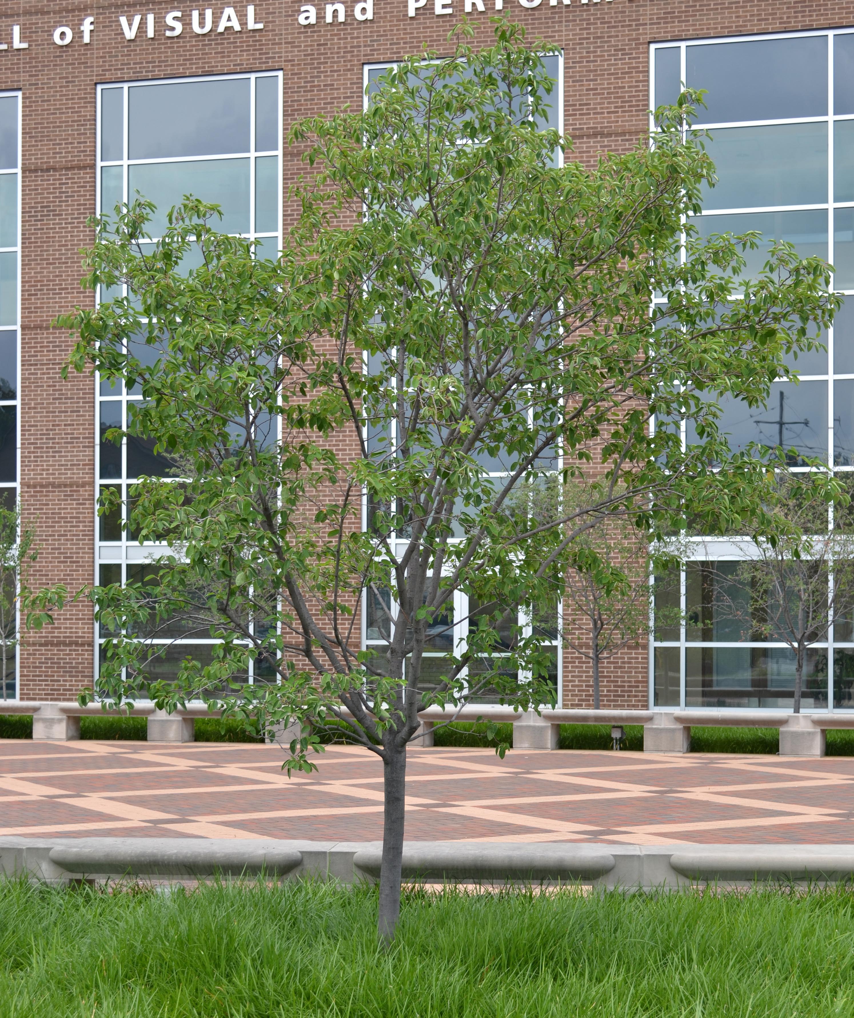 Amelanchier × grandiflora ‘Autumn Brilliance’ [sold as Autumn ...