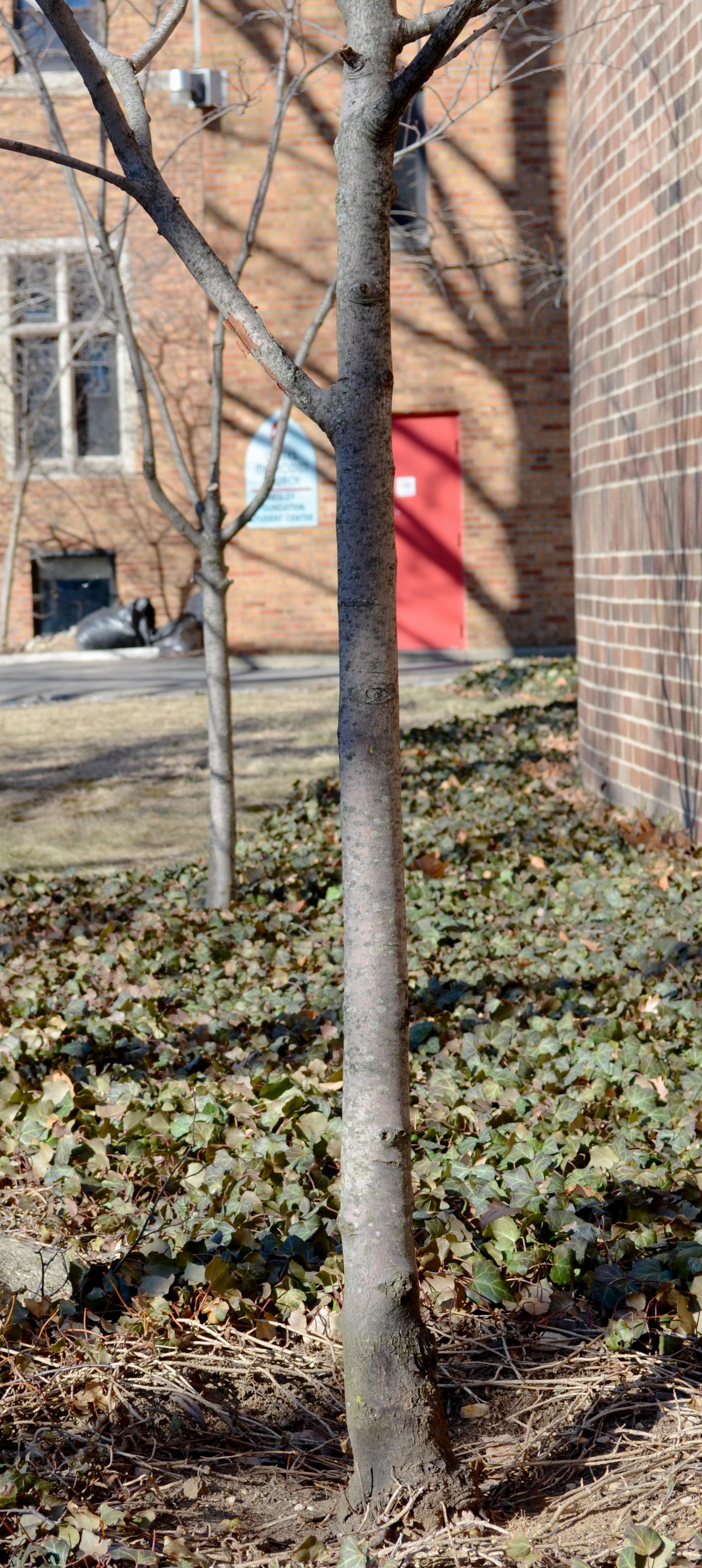 Amelanchier × grandiflora ‘Cole’s Select’ – Purdue Arboretum Explorer