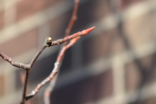 Amelanchier × grandiflora ′Cole’s Select′ - Buds