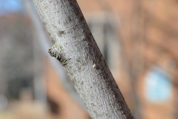 Amelanchier × grandiflora ′Cole’s Select′ - Bark