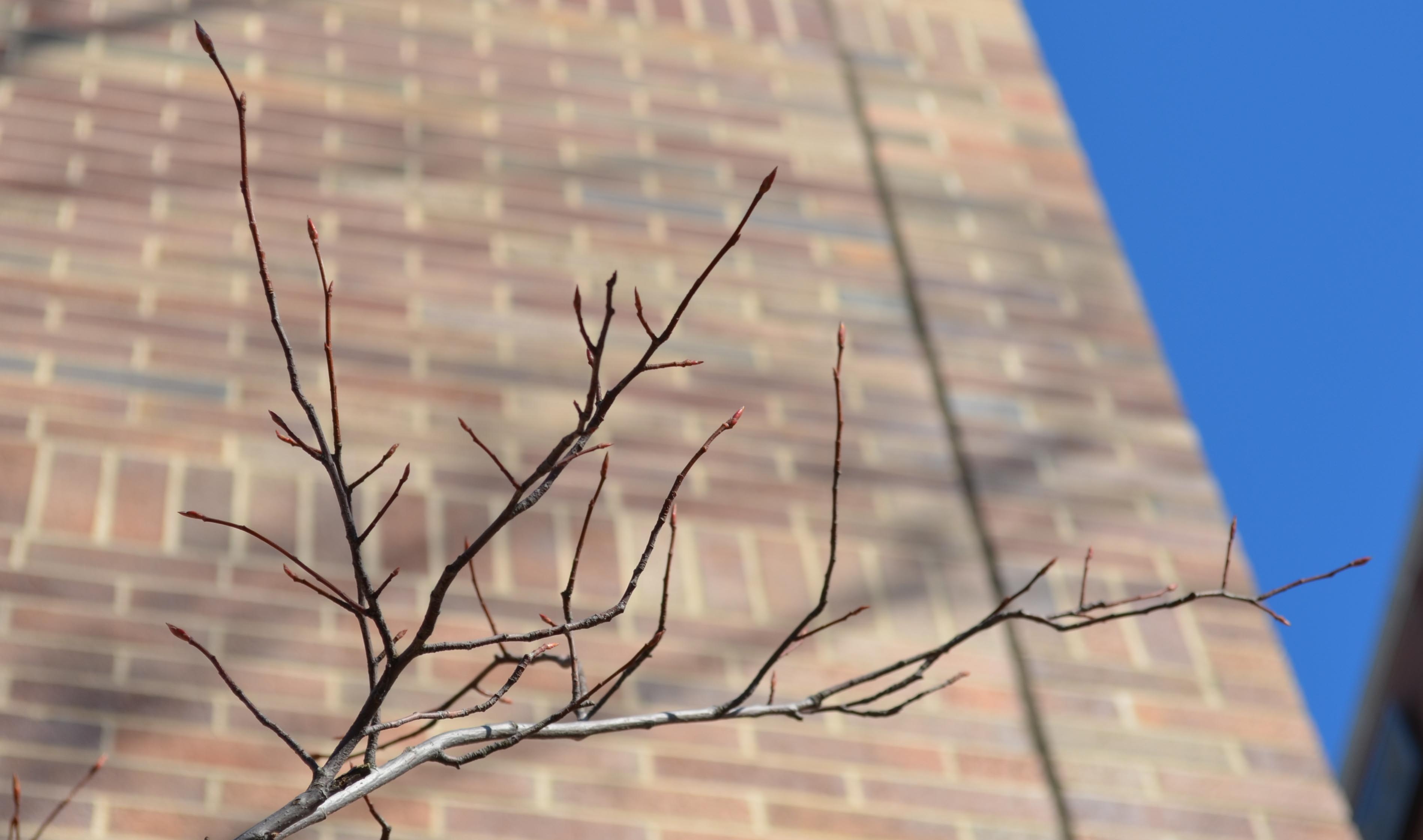 amelanchier-grandiflora-cole-s-select-purdue-arboretum-explorer
