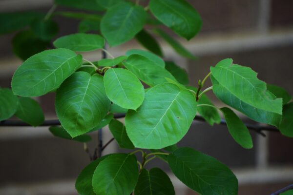 Amelanchier × grandiflora ′Cole’s Select′ - Foliage