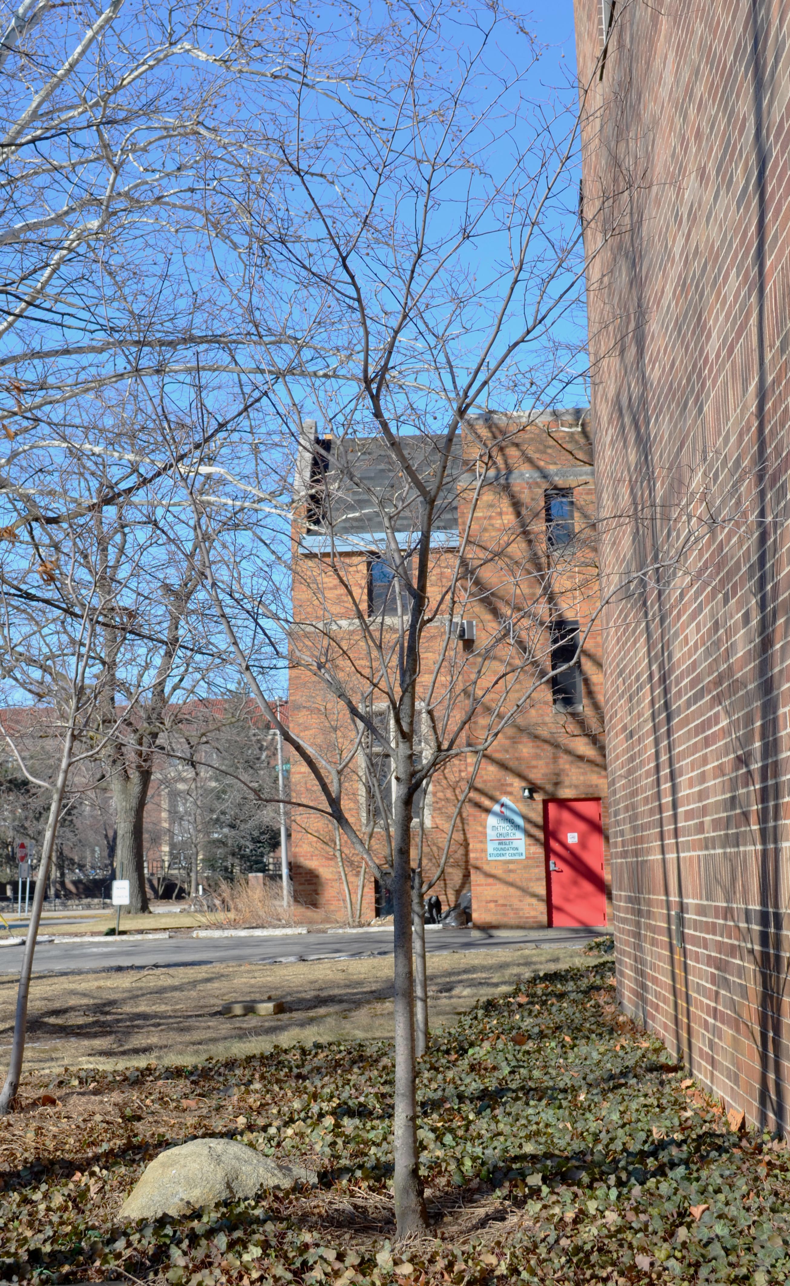 Amelanchier × grandiflora ‘Cole’s Select’ – Purdue Arboretum Explorer