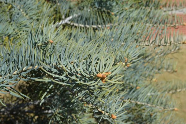 Abies concolor ′Blue Select′ - Needles