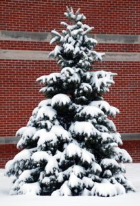 Abies concolor ′Blue Select′ - Winter Interest