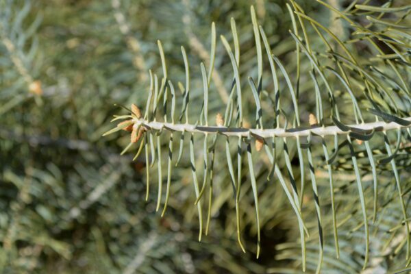 Abies concolor ′Blue Select′ - Young Stem