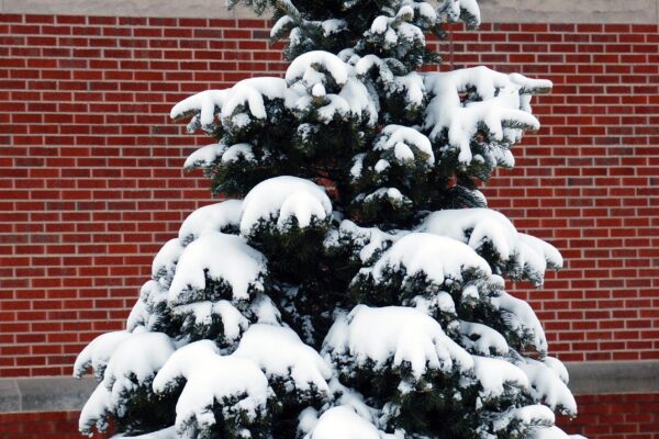 Abies concolor ′Blue Select′ - Winter Interest