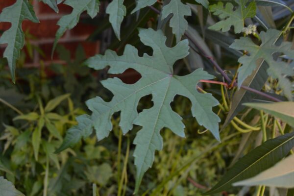 Ampelopsis brevipedunculata var. maximowiczii - Leaf