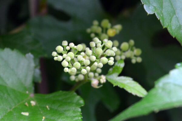 Ampelopsis brevipedunculata var. maximowiczii - Flower Buds