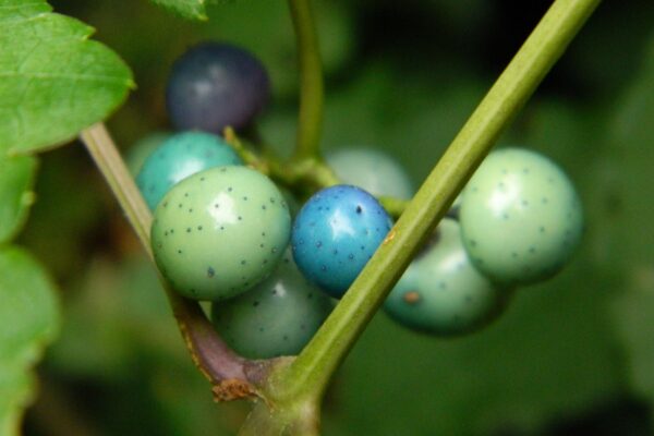 Ampelopsis brevipedunculata var. maximowiczii - Fruits