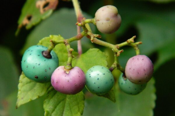 Ampelopsis brevipedunculata var. maximowiczii - Fruits