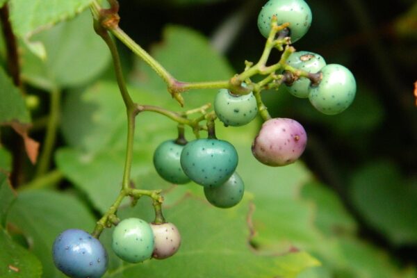 Ampelopsis brevipedunculata var. maximowiczii - Fruits