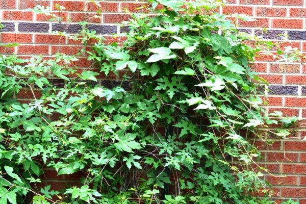 Ampelopsis brevipedunculata var. maximowiczii - Overall Habit