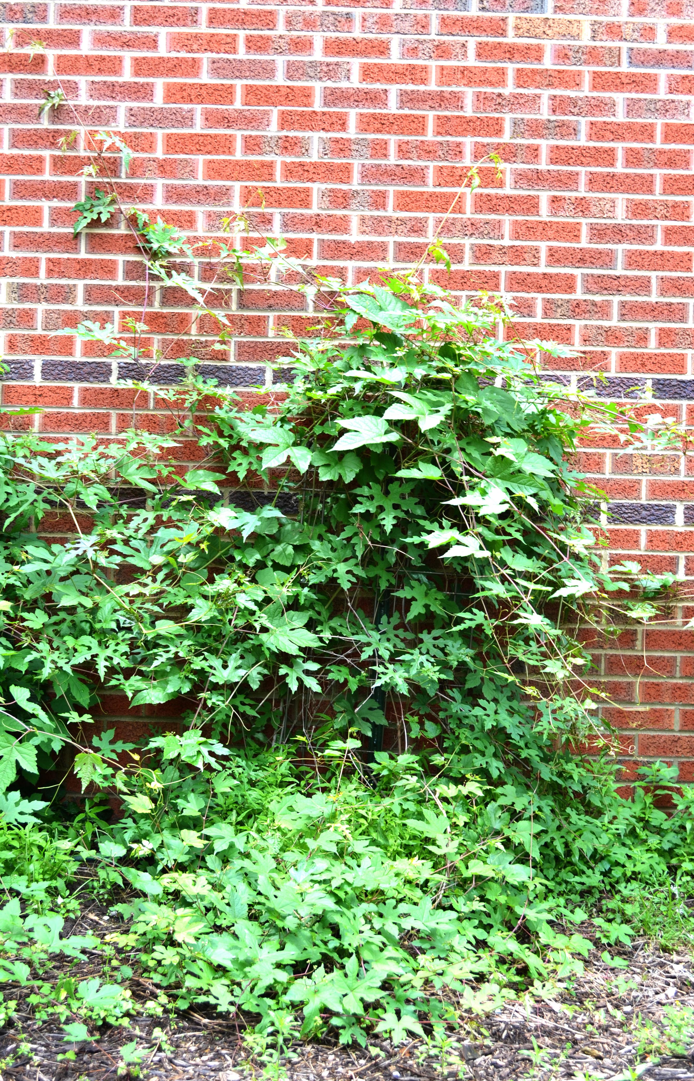 Ampelopsis glandulosa var. heterophylla – Purdue Arboretum Explorer